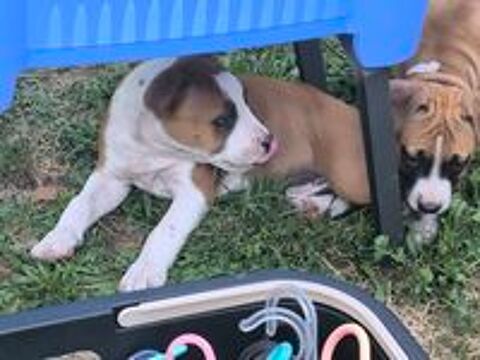   ? CHIOTS AMERICAN STAFFORDSHIRE TERRIER ? LOF ? DISPONIBLES 