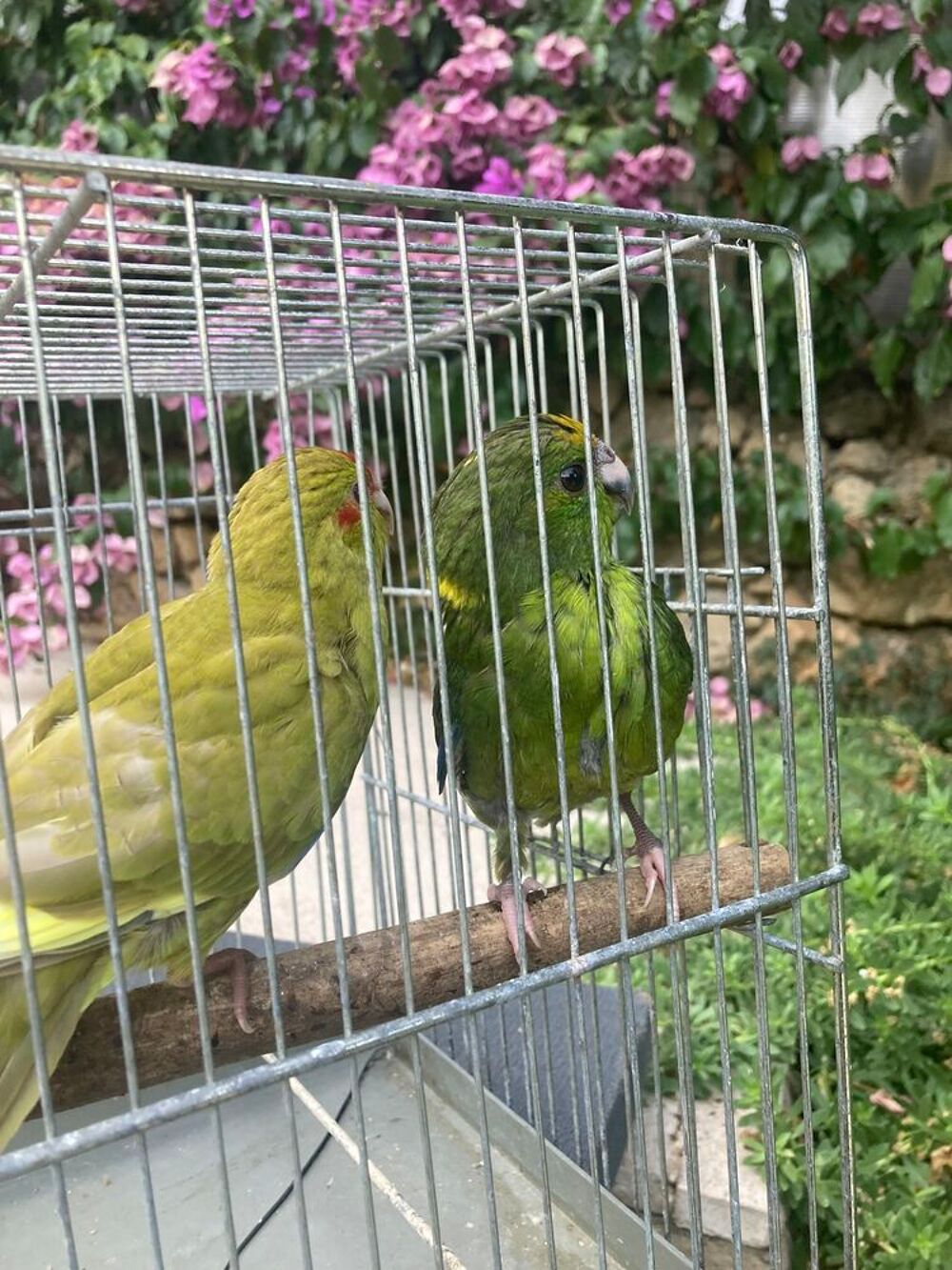   perruche kakariki  