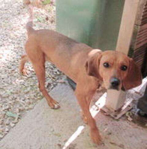   Chipie est à l'adoption 