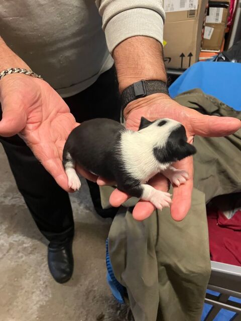 chiot chihuahua 680 46130 Bretenoux