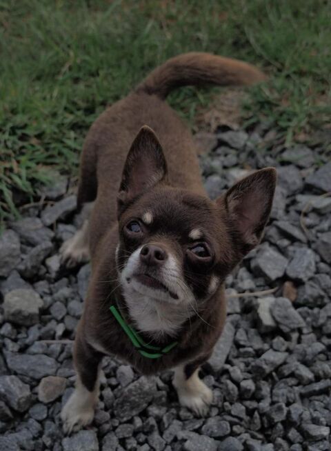 Chihuahua adulte 200 44530 S�v�rac