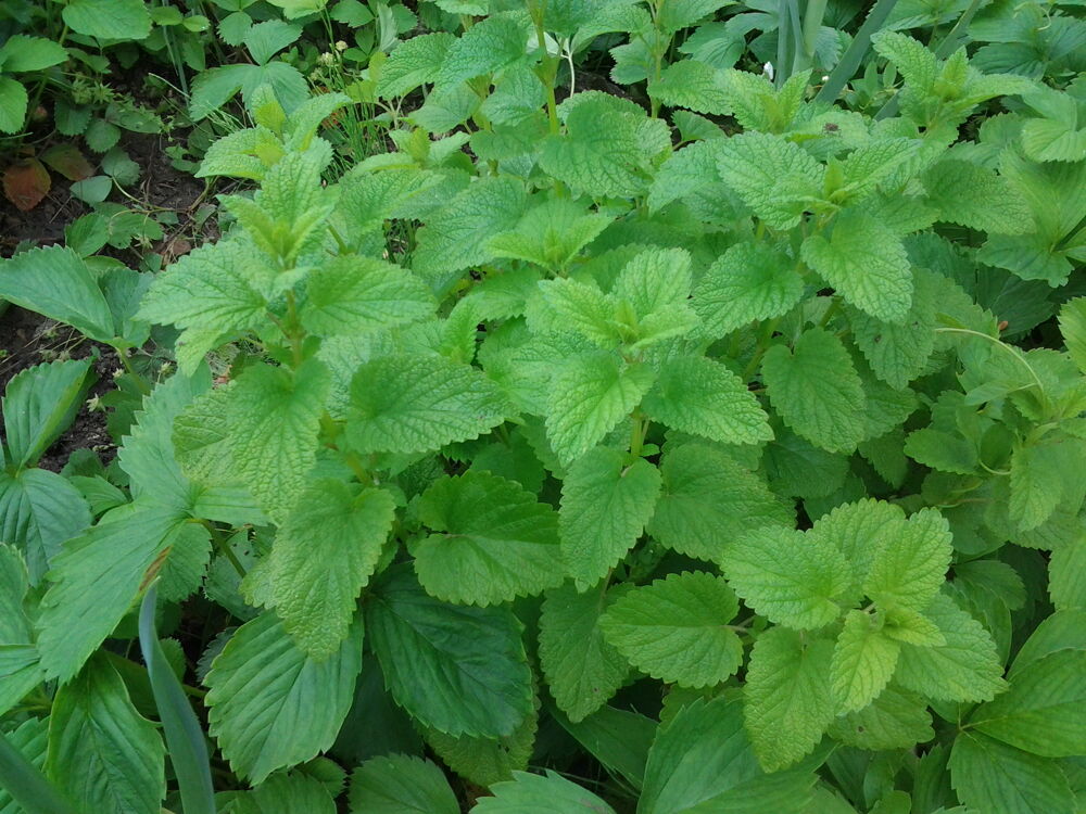 Plante Aromate Jardin