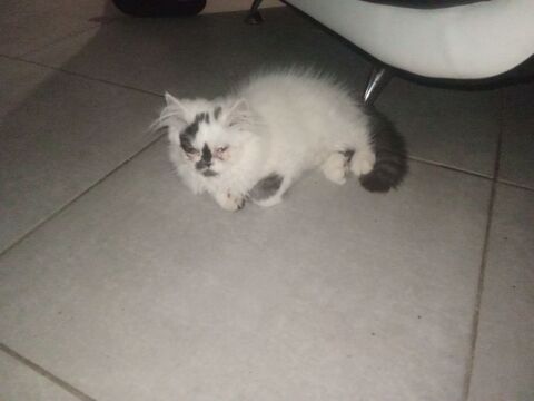 Chaton persan  0 34000 Montpellier