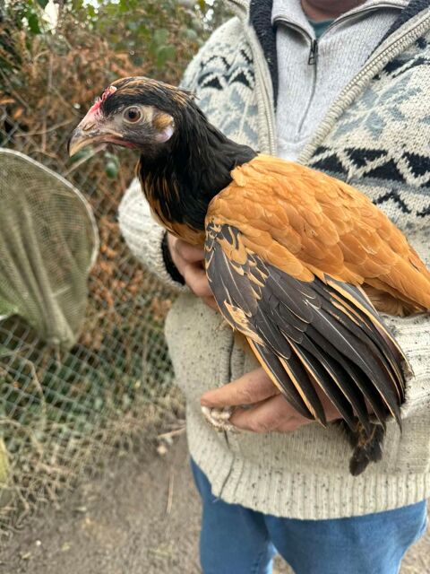 Poules+vorwerk 45 78910 Orgerus