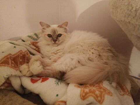 SACRE DE BIRMANIE FEMELLE 450 89340 Villeneuve-la-guyard