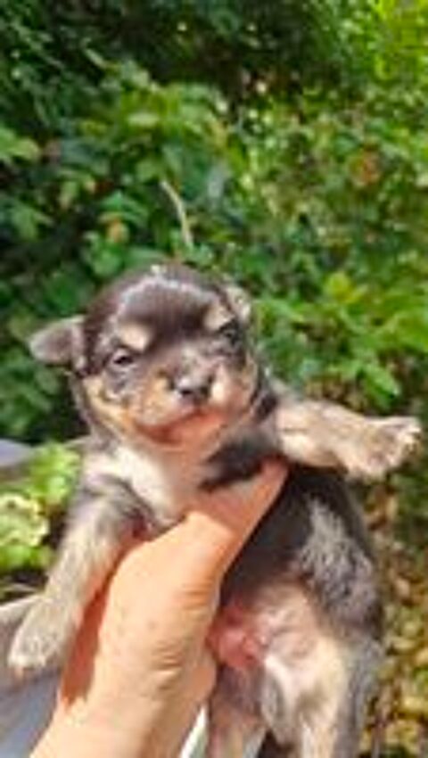   Mini chiots chihuahuas LOFS  