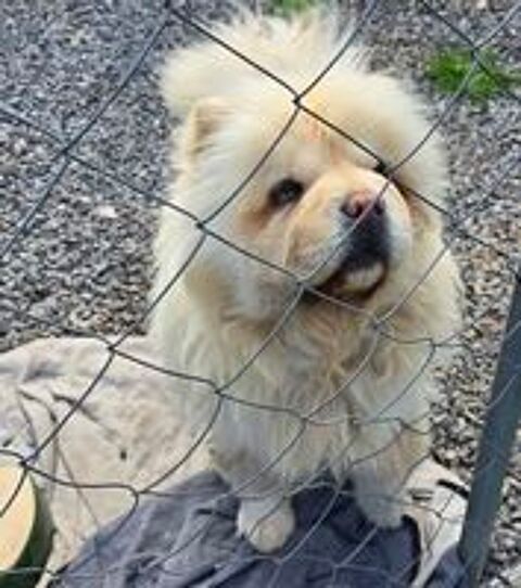   Femelle chow chow 