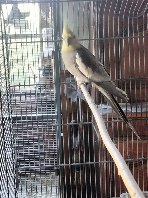 FLY, magnifique Perruche Calopsitte  adopter 03360 Isle-et-bardais