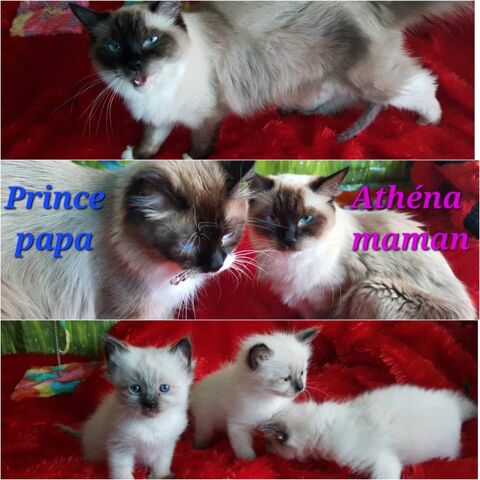 Ragdoll Pure Race Luttons ensemble contre l'abandon.
0 57000 Metz