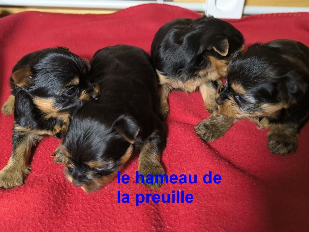   CHIOTS YORKSHIRE 
