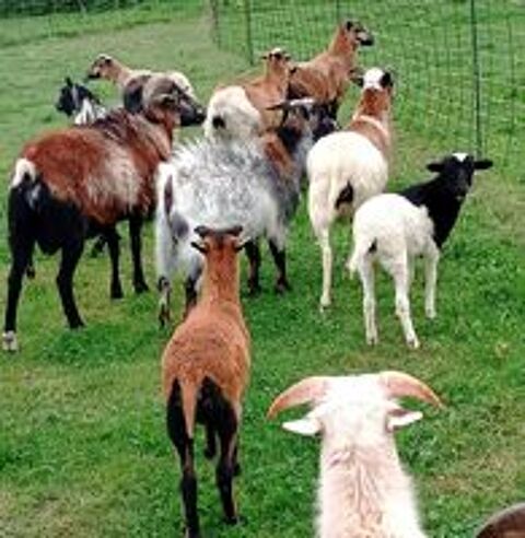   mouton 