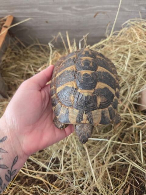 Tortues hermann 150 71370 Ouroux-sur-sa�ne