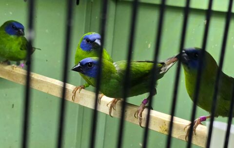 Mâle diamant Kittlitz 50 17000 La rochelle