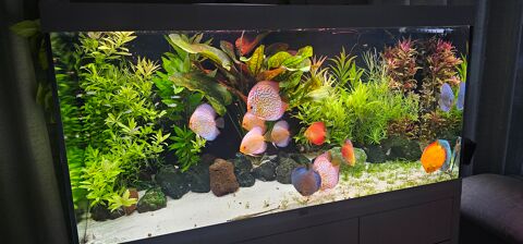Lot de 20 plantes d'aquarium 10 84150 Viols