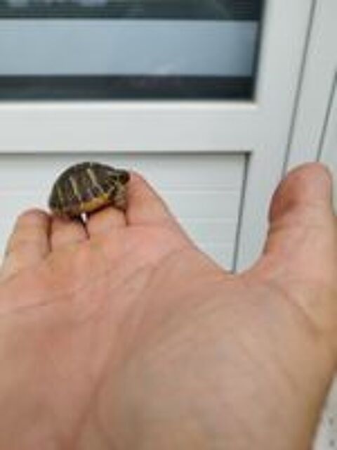   Bébés tortues  