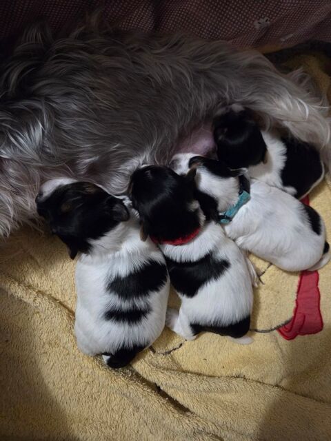Yorkshire biwer males 1750 54220 Malz�ville