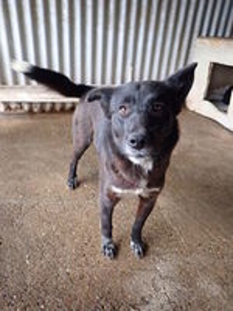   Meii à l'adoption 