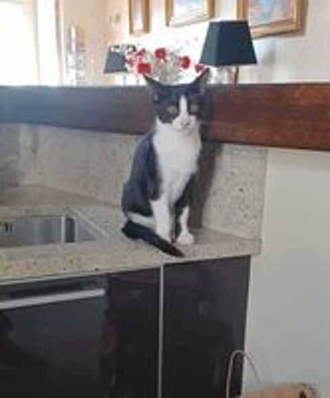   Eliot un petit amour sur pattes 