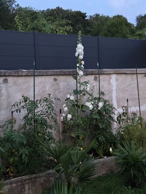 Avant hibernation,je recherche une grosse tortue Herman 75 100 93800 pinay-sur-seine