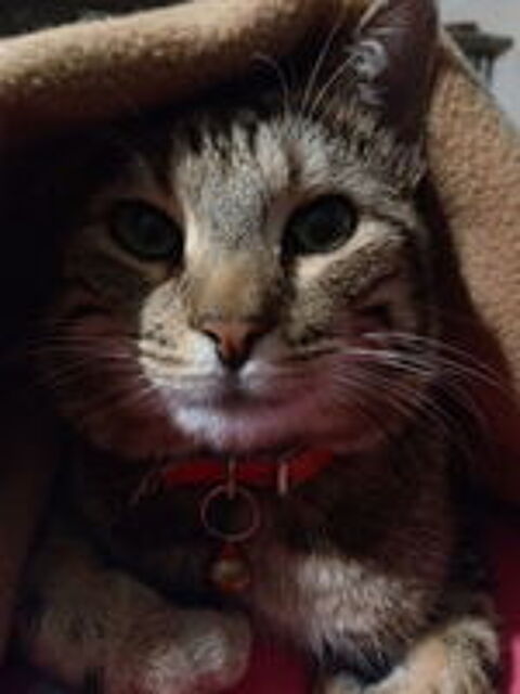   chat perdu 