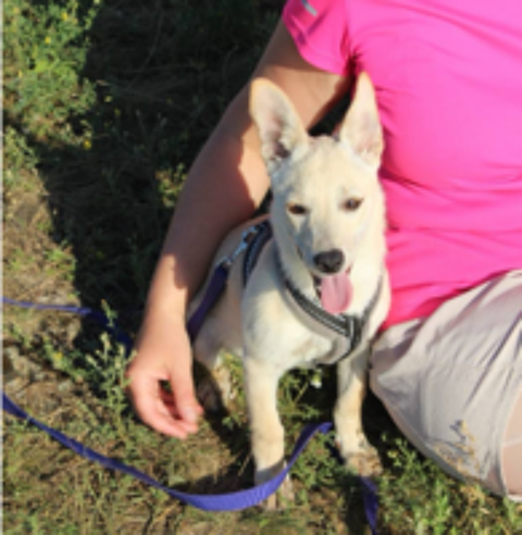  A L'ADOPTION NICOLE 