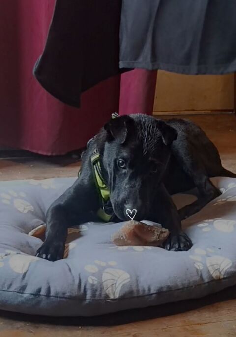 Chiot sharpei border collie 0 07440 Saint-sylvestre