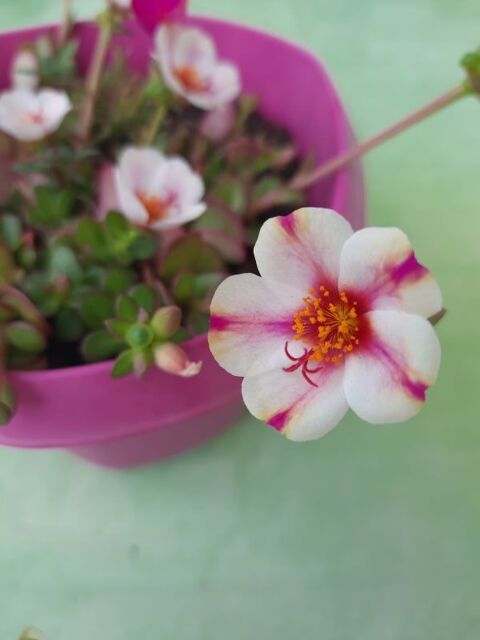 Portulaca grandiflora  graines   1 Sainte-Genevi�ve-des-Bois (91)