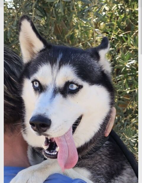 LUNA 320 27620 Gasny