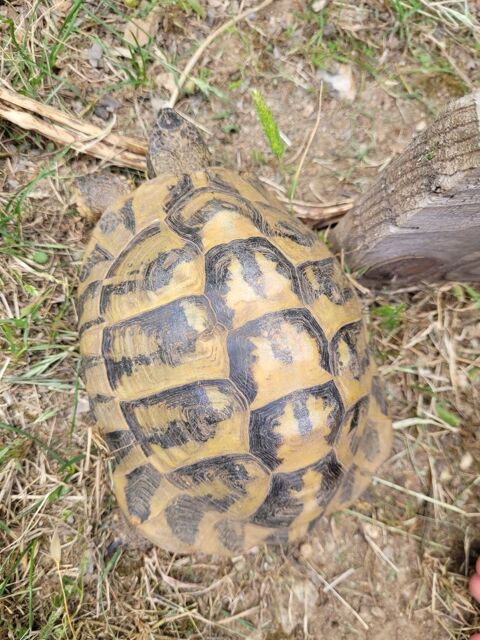 Tortue mal  150 06530 Peymeinade
