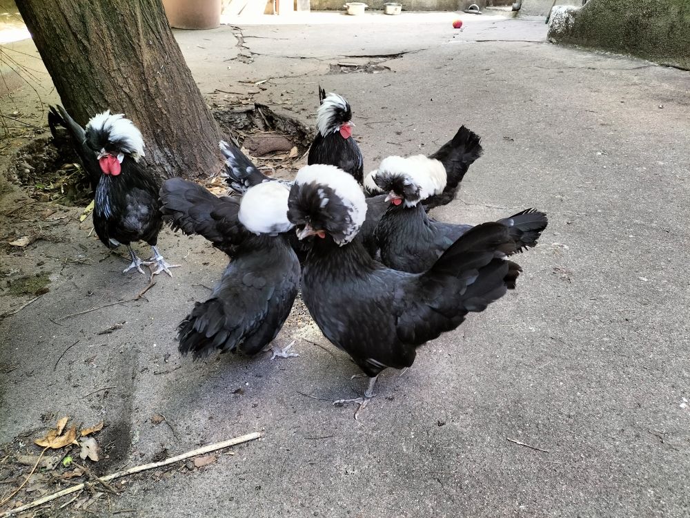   Poules naines d'ornement pure race hollandaise noire hupp 