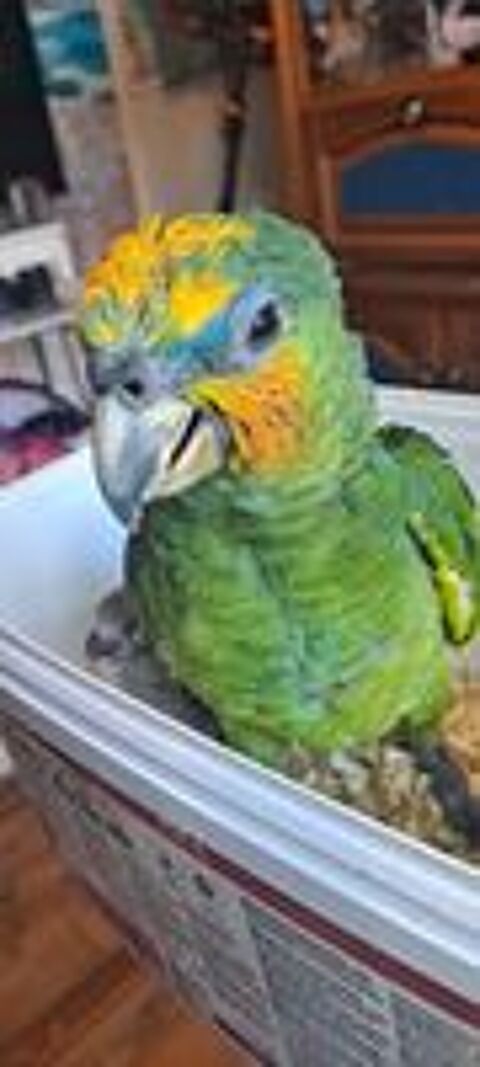   Perroquet amazon front bleu/ eclectus femelle (elevage eam) 