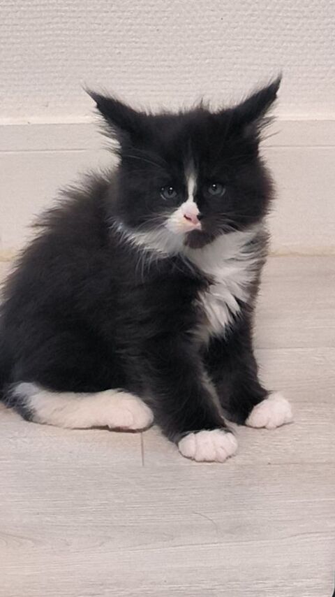 Chaton Maine coon LOOF 1500 94000 Créteil