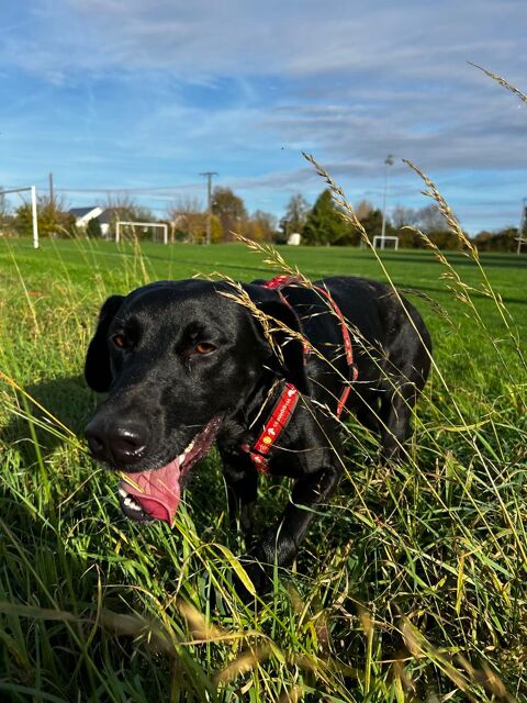Donne &agrave; contrec?ur Chienne de 3 ans 0 49650 Allonnes