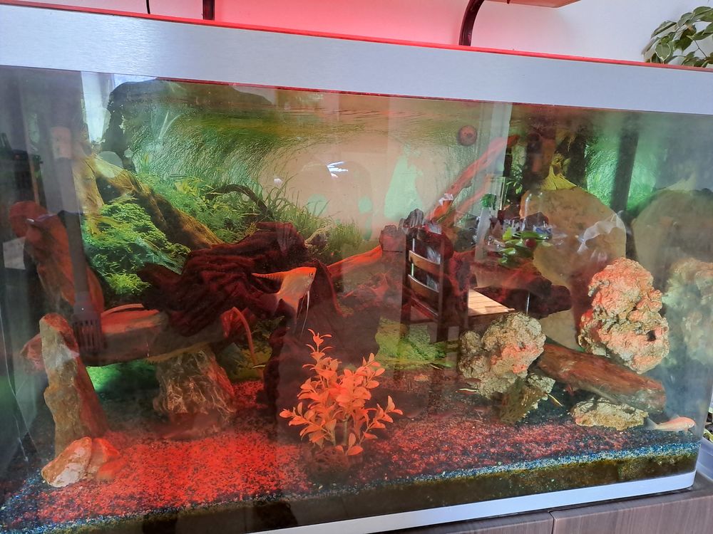   Aquarium 300 litres entièrement équipé
