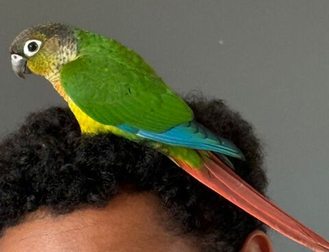 Couple de jeune conures molinea 200 22700 Perros-guirec