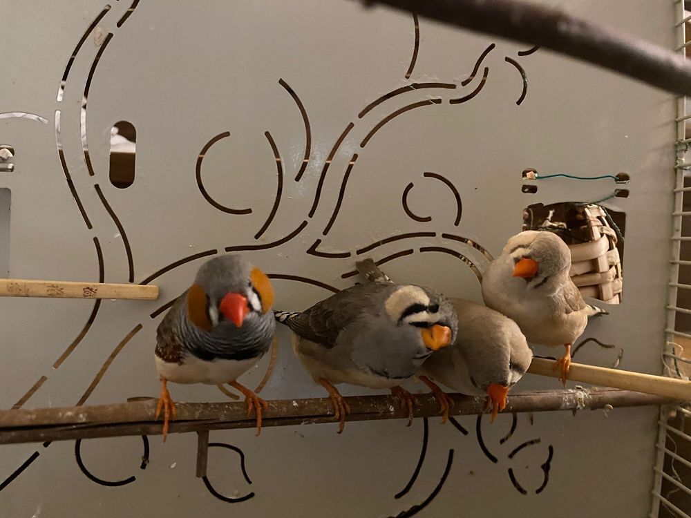   Mandarins 