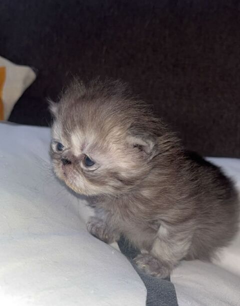 Chatons femelles non lof 850 68130 Altkirch