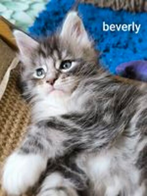   Chatons femelle Loof 