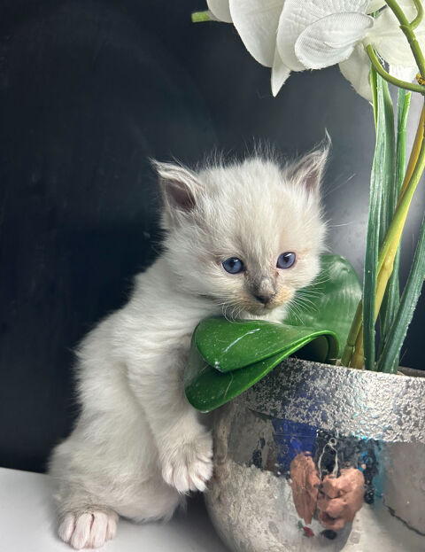 Adorables chatons à adopter 550 92210 Saint-cloud