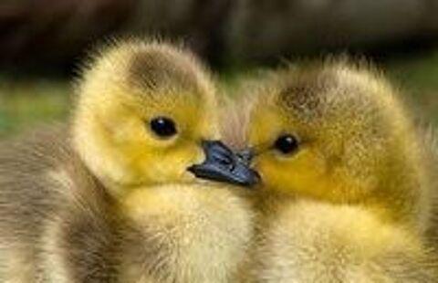   Canetons, cane , canard de barbarie :-) 