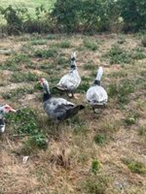   Canards de barbarie pour gavage  