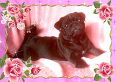   Beaux chiots carlins noir mâles 