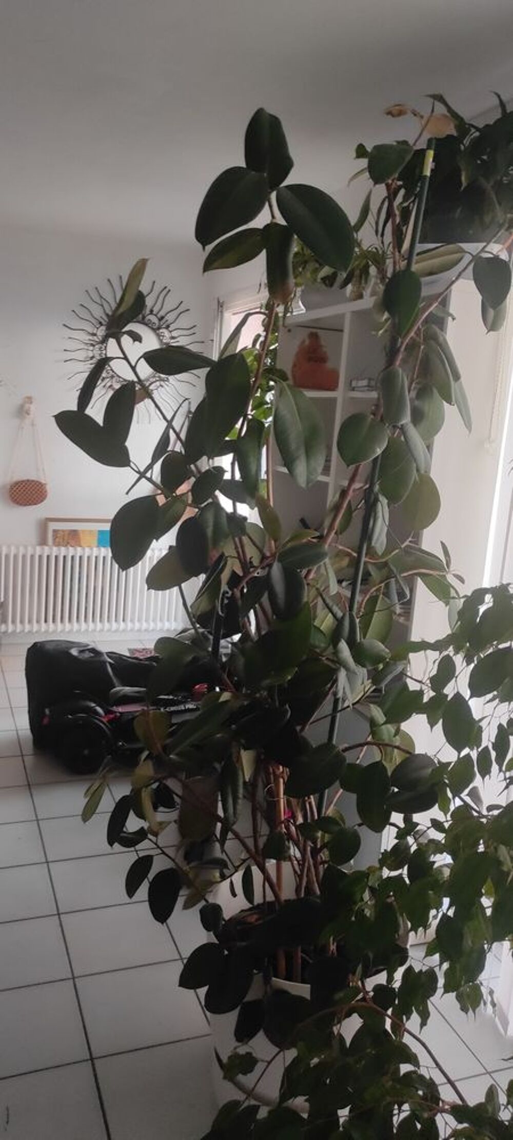 plantes int&eacute;rieures et ext&eacute;rieures + aquarium Jardin