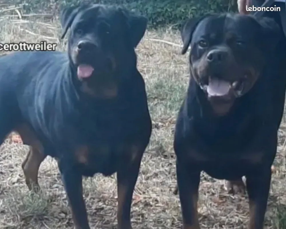   3 FEMELLES ROTTWEILER DISPONIBLE DE SUITE LOF 