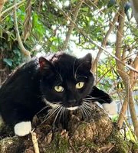   Recherche garde d'animaux 