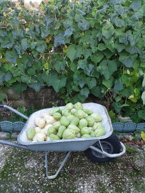 l�gumes exotiques chayottes chouchous 1 Saintes (17)
