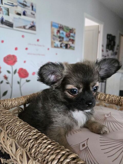 Magnifique chiot femelle chihuahua  1100 86210 Vouneuil-sur-vienne