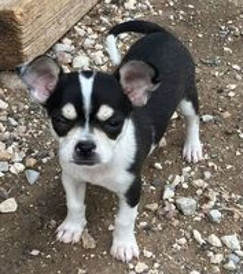    chiots chihuahua 