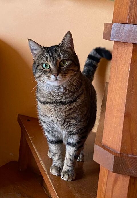 Jeune chat adulte 0 86240 Ligug�