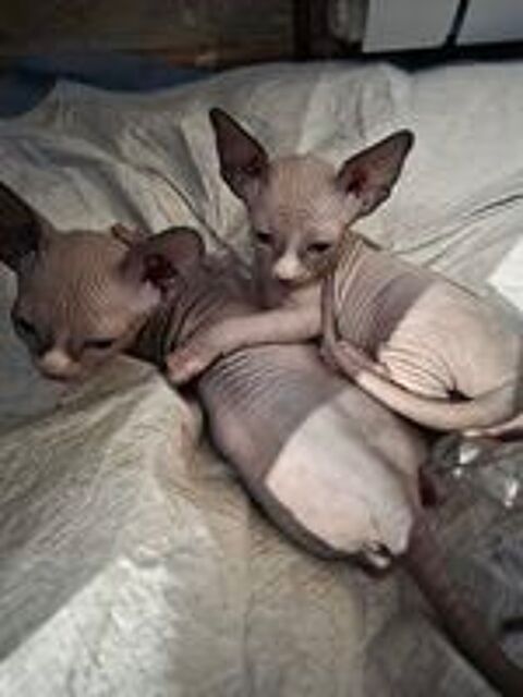  CHATON SPHYNX LOOF 